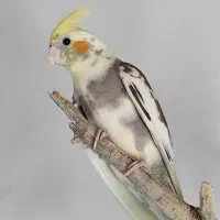 عروس‌‌هلندی