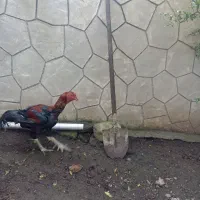 خروس لاری