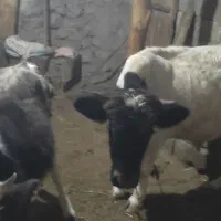 دو عدد گوساله نره دارم مناسب برای نگهداری|حیوانات مزرعه|عنبران, |دیوار