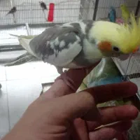 جوجه عروس هلندی رام|پرنده|تهران, سلسبیل جنوبی|دیوار