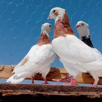۱۵کبوتر