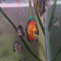 فروش ماهی دیسکس|ماهی|شاهین‌شهر, نبوت|دیوار