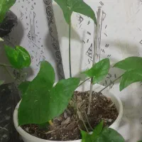 گل طبیعی|گل و گیاه طبیعی|مشهد, رباط طرق|دیوار