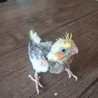 جوجه سرلاکی عروس هلندی|پرنده|صدرا-فارس, فاز ۱|دیوار