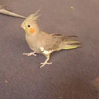 2500000|پرنده|تهران, یاخجی آباد|دیوار