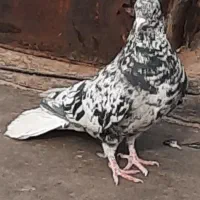 کبوترهفت رنگ دم سفید نر  ساتینا دم پروانه ای نر