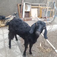 بز فروشی دوقلو زا