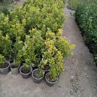 خدمات ّاغبانی درتمام نقطه آهای تهران|خدمات باغبانی و درختکاری|تهران, پاسداران|دیوار