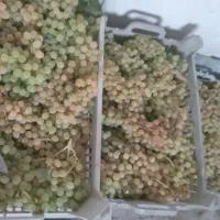 انگورکشمش وفخری درجه یک  صادراتی