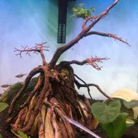 دکور اکواریوم پلنت،بوسفلاندرا،خزه