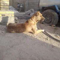 سگ گله ونگهبانی
