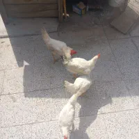 جوجه خروس|حیوانات مزرعه|مشهد, کوه سنگی|دیوار