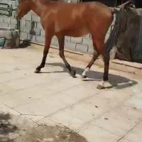 کره اسب یورقه