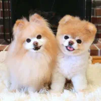 پامرانین و پودل اصیل و عروسکی|سگ|اصفهان, سیچان|دیوار
