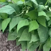 خاکدهی پایه بوته
