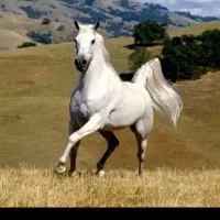 خرید و فروش اسب مادیان