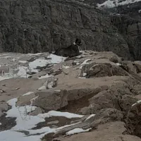 سگ خراسانی|سگ|فاروج, |دیوار