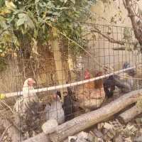 مرغ وخروس برهماامپراطور اصل|حیوانات مزرعه|رزن, |دیوار