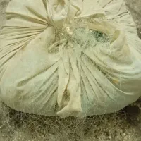 تور ماهیگیری