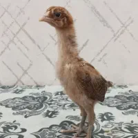 جوجه لاری