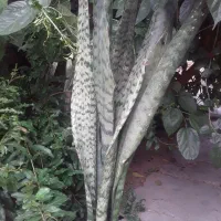 درخت سانسوریا