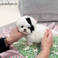 پومالی|سگ|تهران, گیشا|دیوار