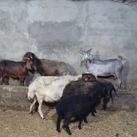 میش بره و بز