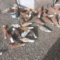 دم سفید|پرنده|تربتحیدریه, فردوسی جنوبی|دیوار