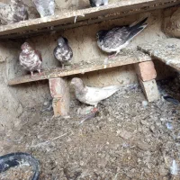 کبوتر پرشی و زاغ یک اتم گرگی|پرنده|انزل, |دیوار