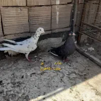 کبوتر پلاکی سرور سار و کبوتر پرشی جوجه مغلوف|پرنده|قم, ولیعصر|دیوار