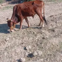 موفت ...فروش گوساله۲سال۷ماه|حیوانات مزرعه|منوجان, |دیوار