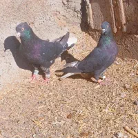 کفتر زاغ دوم سفید|پرنده|پائین جام, |دیوار