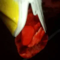 پتو گلبافت نو آک جنس مرغوب