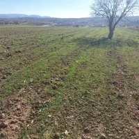 زمین کشاورزی