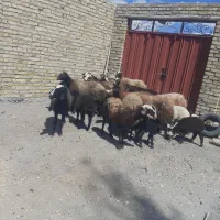 ۱۳‌راس‌میش‌بره‌‌جوان‌درجه‌یک