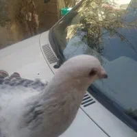 مینا شامی مگس تاختی|پرنده|زاهدان, |دیوار