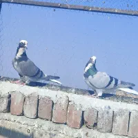 فروشی ۳عدد کبوتر شکار