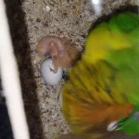 جفت کوتوله مولد