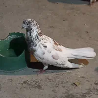 گرگی پرشی به شرط میل زن وبازی نر مست مست
