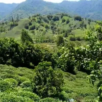 فروش-باغ-چای