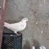 کفتر گرفتنی|پرنده|قم, ولیعصر|دیوار