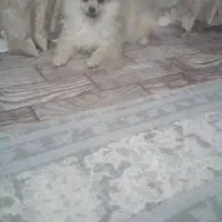 سگ فروش فوری