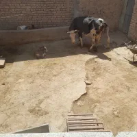 گاو|حیوانات مزرعه|دلبران, |دیوار