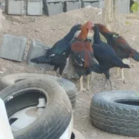 لاری‌های اصیل افغان|حیوانات مزرعه|الوند, |دیوار