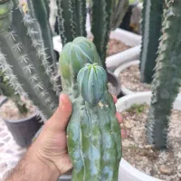 گل گیاه کاکتوس