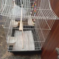 2تاقفس پرنده یدونه نوویکی استفاده شده|لوازم جانبی حیوانات|کیش, |دیوار