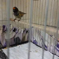 گلبسر.سهره.قناری|پرنده|تهران, جوادیه|دیوار