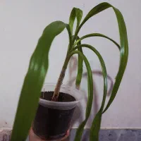 گل برگ موزی