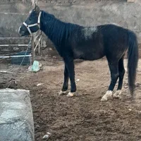 اسب‌‌سه‌ساله