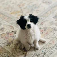 توله شیتزو آموزش دیده